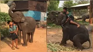 Little elephant mahout.(ควาญช้างน้อย)