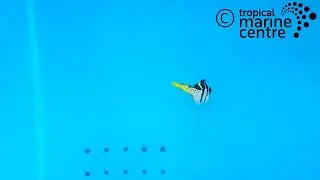 Mimic Filefish, Paraluteres prionurus