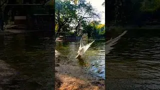 flying duck , Nature #songs #vlog #delhi