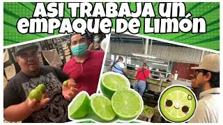 ASÍ TRABAJA UN EMPAQUE DE LIMON / APATZINGAN EL NÚMERO 1 EN EL LIMON