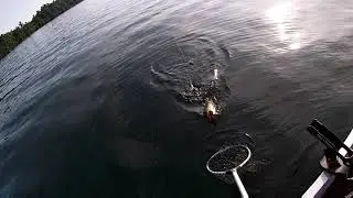 large mouth bass trolling
