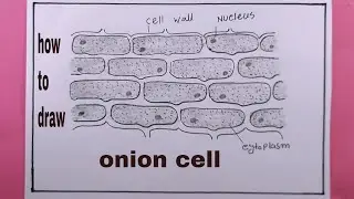 how to draw onion cell/draw onion peel cells