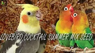 Fist breed my love birds baby good size