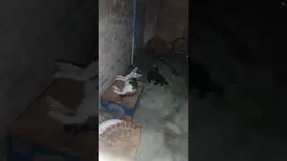 kucing kampung di dalam kandang #kucingkampung