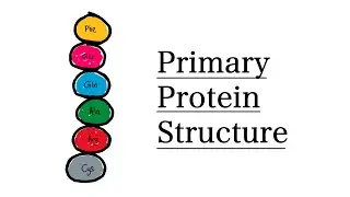 Primary Structure of Proteins | MCAT Biochemistry