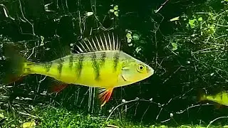 Tauchen im Echinger Weiher 2020