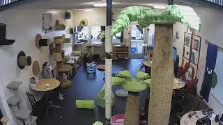 The Cat Cafe Live Stream
