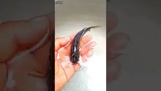 Stripped Dwarf Catfish #shorts