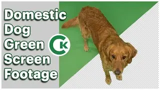 Domestic Dog Green Screen Footage | Chroma Key Animal Pack