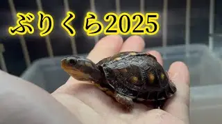 【ハコガメ沼】ガルフコーストハコガメ(イエロー/ブラック)をお迎え！ぶりくら2025