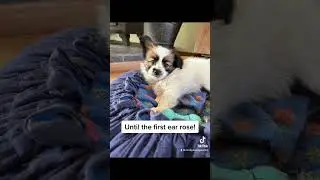 Papillon puppy ear development&hellip; 0,1% chance they don&rsquo;t come up
