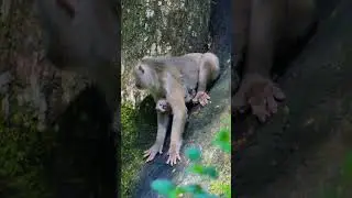 #monkey #primiatemonkey #babyanimal #cute #primate #babymonkey #primatelove #animals #babyprimate