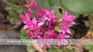 очиток ложный