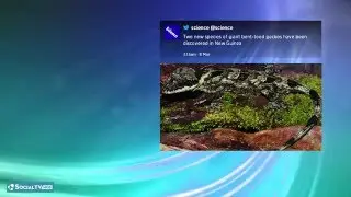 CasparCG HTML Template - Twitter with Images (Black Background)