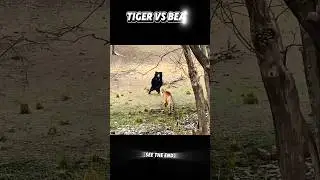 Tiger vs Bear #trending #animals #wildlife #youtubeshorts #tiger #bear #shorts