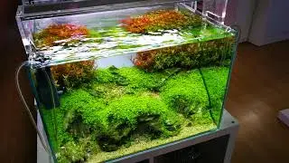 Micranthemum 'Monte Carlo and rotala in aquarium