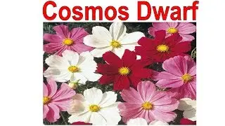 How to Grow Cosmos Dwarf Sensation Mixed