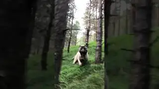 #kangal #dangerous #dog #video #animals #roki #attack #wolf #black