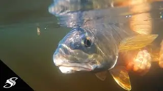 Wade Fishing Has Its Ups & Downs!