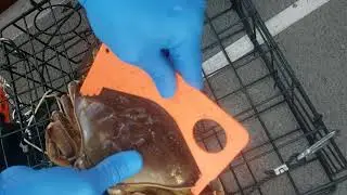 Crabbing in Everett WA.