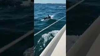 Balade sur le voilier La Baladeuzh au large de l'&icirc;le Houart avec 3 dauphins