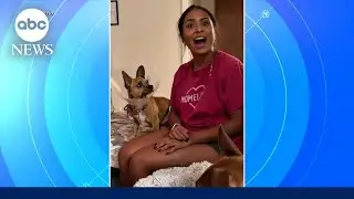 Chihuahua's new mom learns he responds to Spanish, not English in viral video