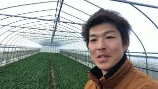 動画撮影トラブル続き。それでもなんとか青ネギ定植完了‼︎