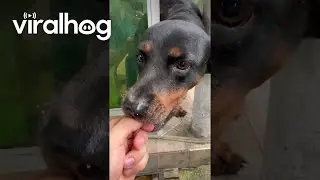 Pup Tries To Eat Entire Popsicle || ViralHog