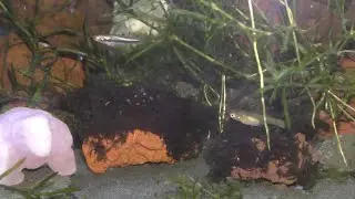 Keeping Least Killifish Males with Endlers Females