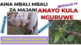 AINA 7 ZA MAJANI ANAYOKULA NGURUWE