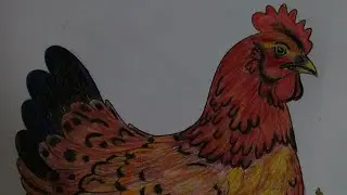 hen drawing! how to draw hen! tulips flowers hacks! colours paint crayons! stories! story! paper art