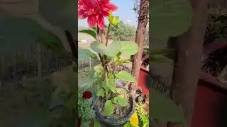 first flower of Dehliya in my tarrace garden
