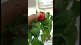 Paprika Dutch Bucket Sistem👌