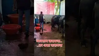 #veterinary #baffalo #cow #dairyfarming #farming #business #youtube #yt #trending #farming #farmer