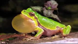 Frog sound ringtone  🐸 #ringtone #trending #motivation #facts #love #frog #sound
