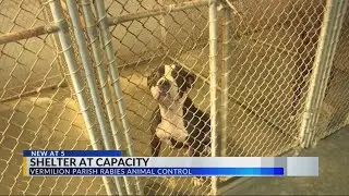 Animal shelter at capacity