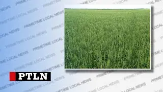 USask Research Team looking to develop wheat with stronger genetics