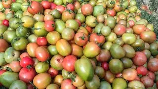 বনানীর বৈচিত্র্য is live