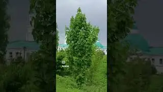 Александро-Свирский монастырь.