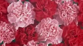 Гвоздика. Цветы гвоздики