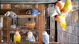 🦜 Smart Parrot Talking Like Human 😲  Viral Bird Video