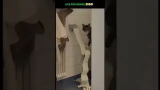 #funnyvideos #dailylaughs #bestofmemes