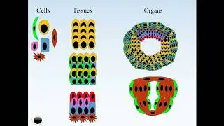 Q, R for biologists,  session 17.