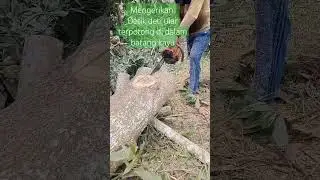 Detik detik ular terpotong sengso di dalam kayu