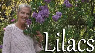 💐🏵️Want to Grow A Lilac? 💜  Here's How! 💐🏵️ #flowergarden #lilacs #gardeningtips