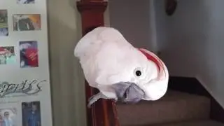 WHAT? The CARRIER!!!!!