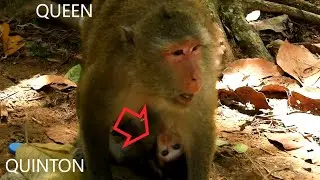 Strong  Baby QUINTON Hug Mom QUEEN Nurse Milk Until Success, Adorable and Strong Baby