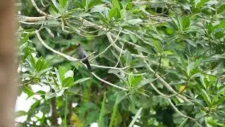Black-fronted Nunbird (Monasa nigrifrons) - Pantiacolla Lodge (Peru) 5-10-2019