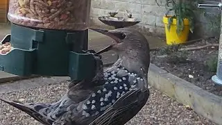 A hungry young starling bird on the garden bird feeder #bird #birdvideo