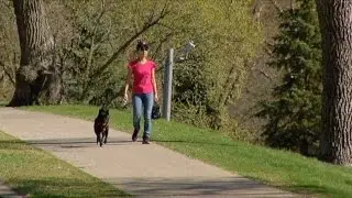Animal Control Ordinances